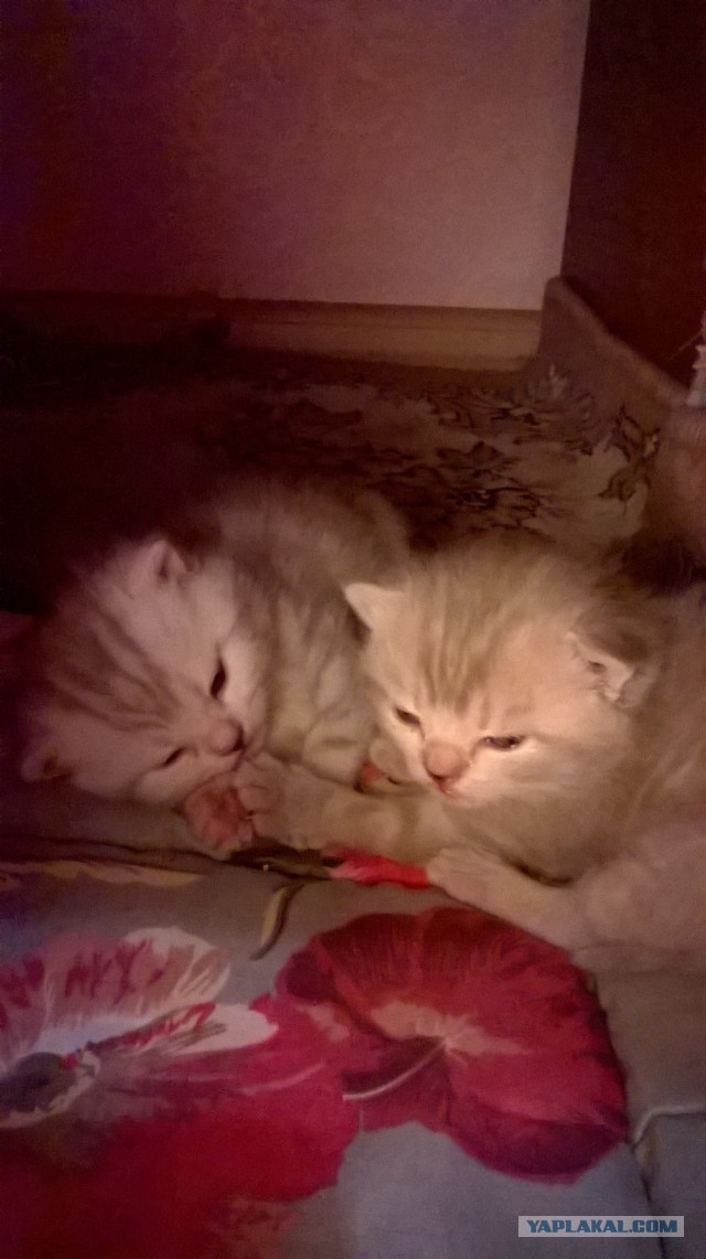 Котовторник 26.01.2016