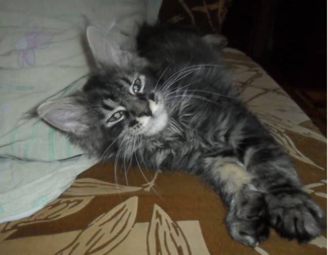 Мейн-куны  настолько  суровы...