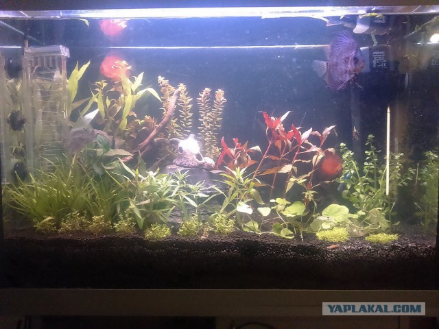 Аквариумные страдания