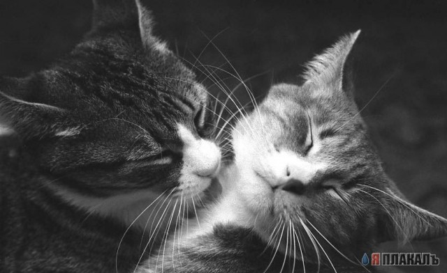 Коты, кошки, котята