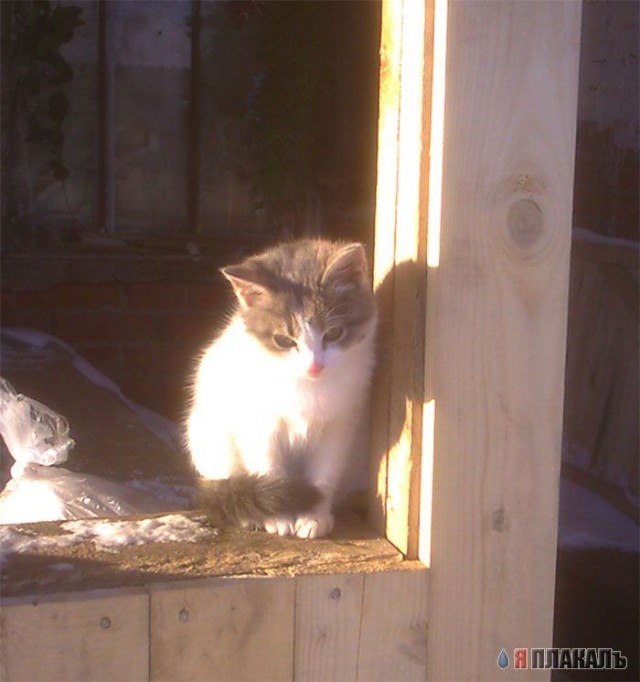 Вторничный котомёт