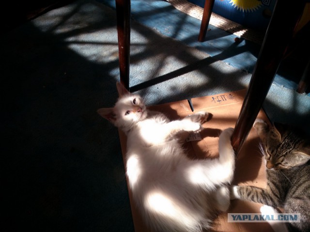 Котовторник 19.07.2016