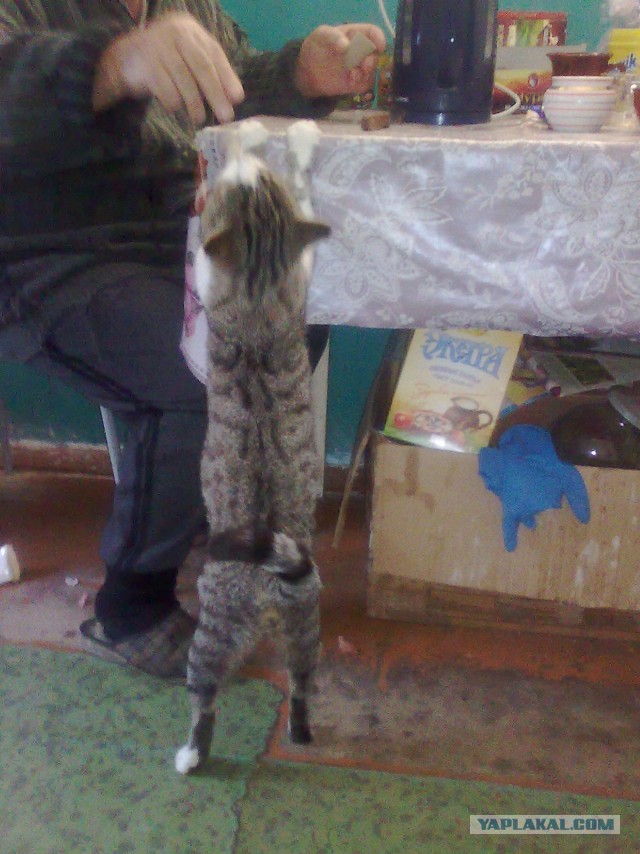 Котовторник 15.11.2016