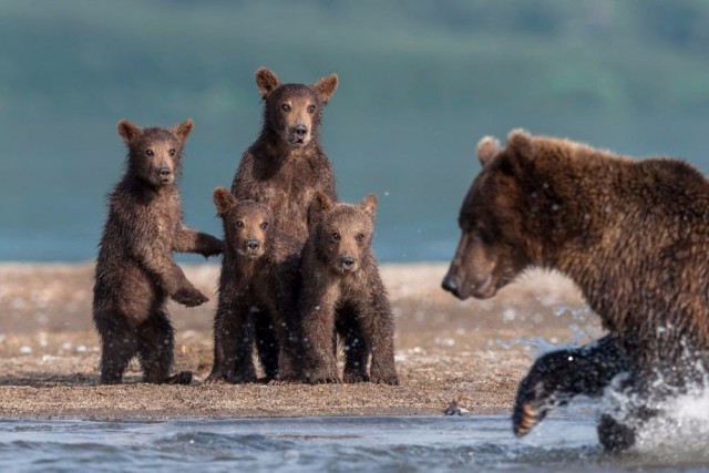 Самые смешные животные