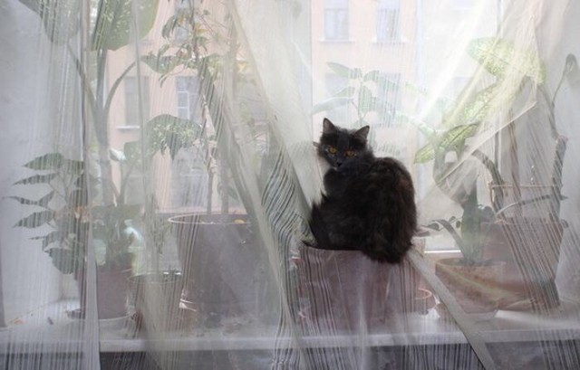 Коты из сети