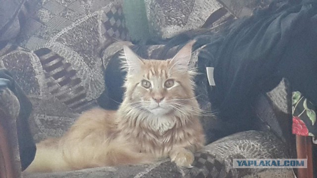 Жизнь рыжего кота, собаки