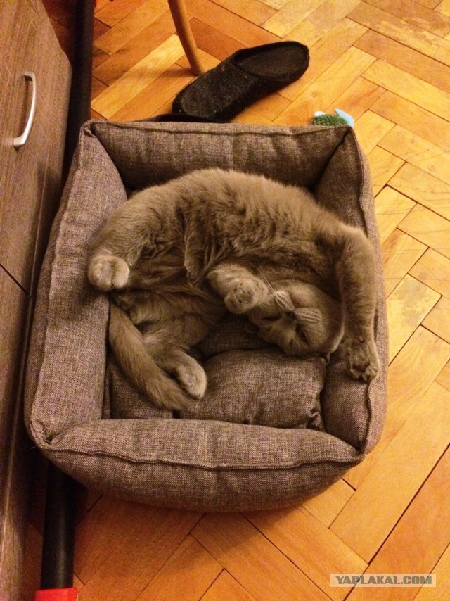 Котовторник 14.03.2017