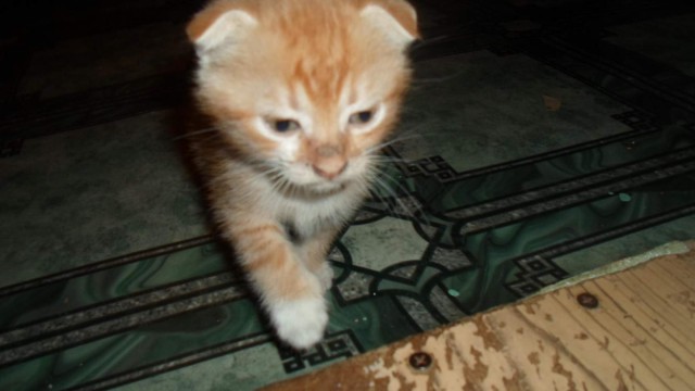 Коты и Кошки