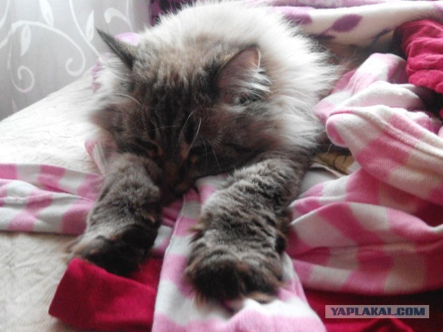 Котовторник 16.05.2017