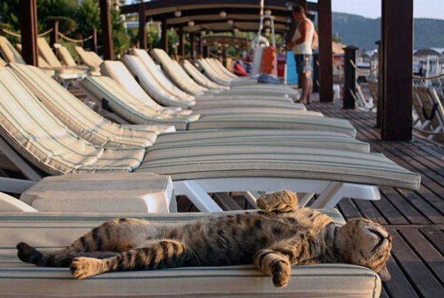 Коты и Кошки