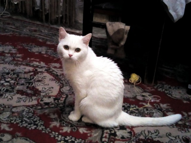 Как я у мусорного контейнера котофея купил