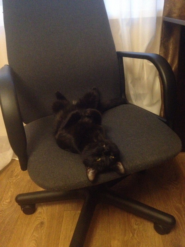 Коты и Кошки