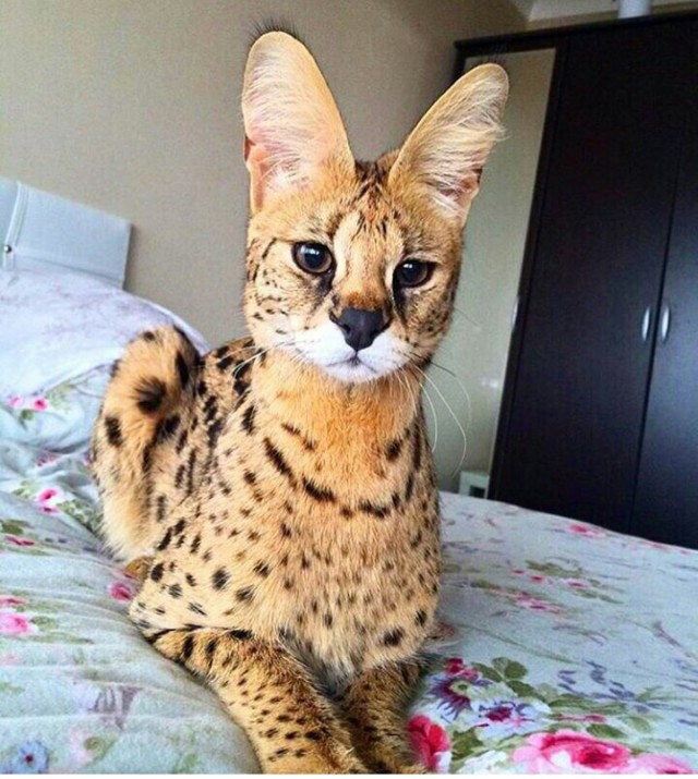 Коты и Кошки