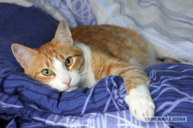 Котовторник  13.02.2018