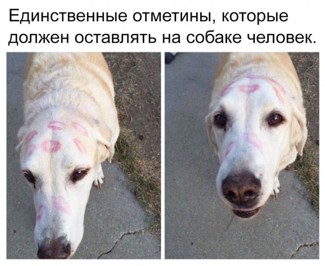 Прикольные картинки обо всём