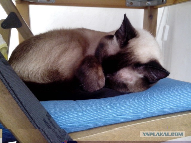 Котовторник  01.05.2018