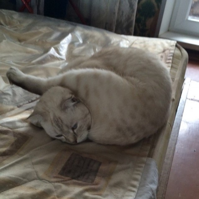 Кот без прикрас