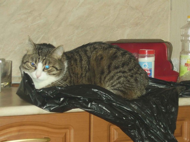 Котовторник на ЯПлакалъ (13.05.08)
