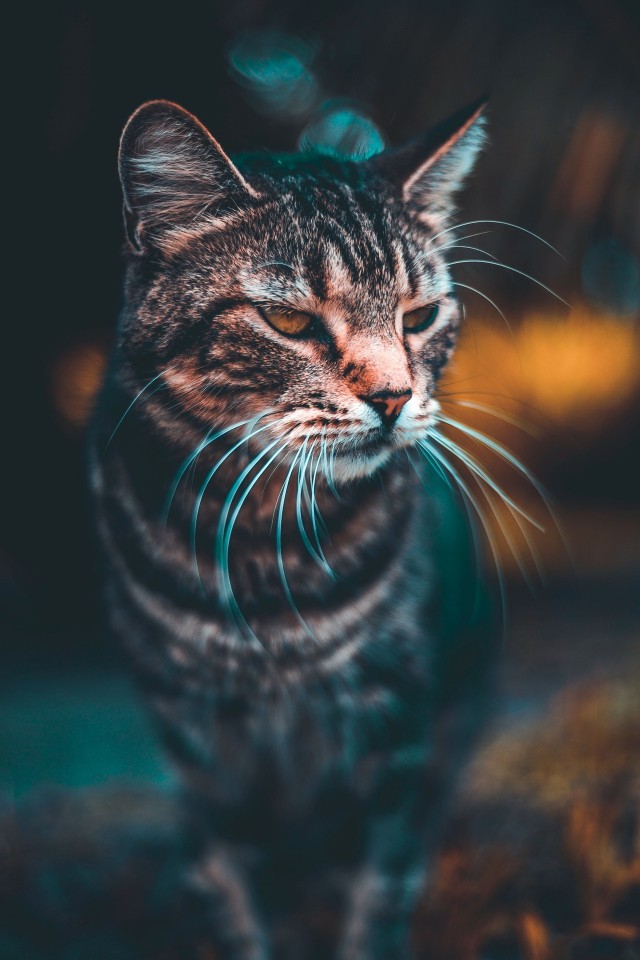 Прикольных котов пост