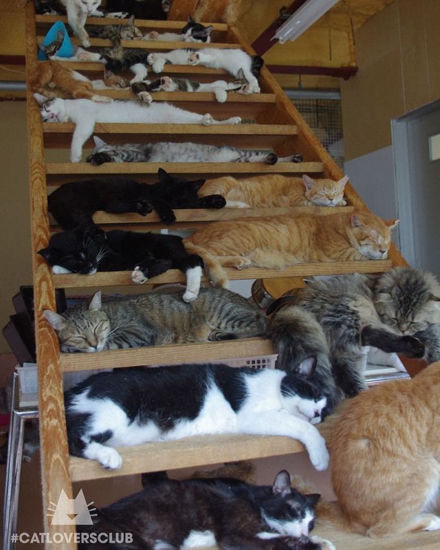 Прикольных котов пост