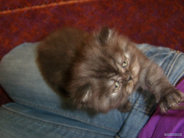 Котовторник 20.03.2012
