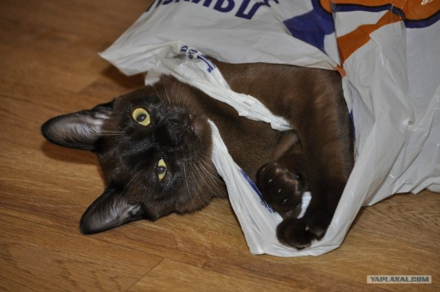 Котовторник 8 мая 2012