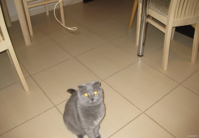 Котовторник  16.10.12