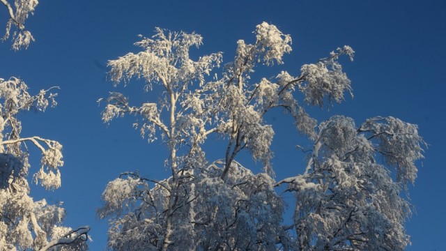 Немного зимних фото