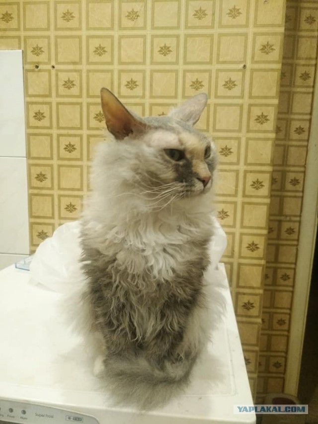 Странные фотки котеек