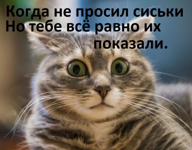 Коротко о ЯПлакал в картинках
