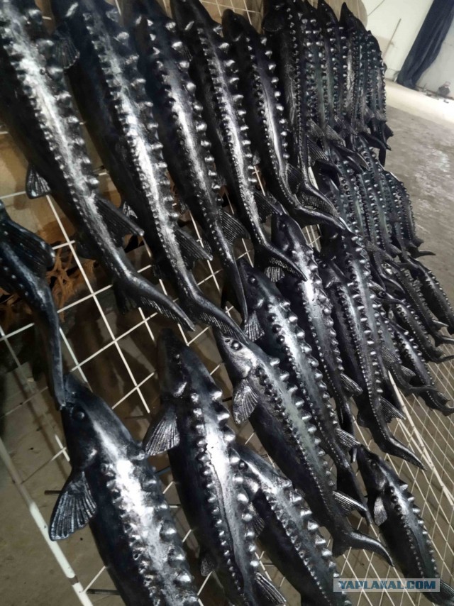 Изготовление декоративного панно "Осетровые"