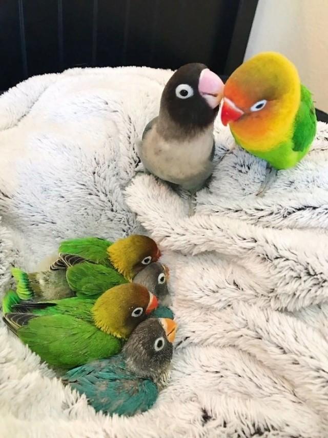 Эти забавные животные