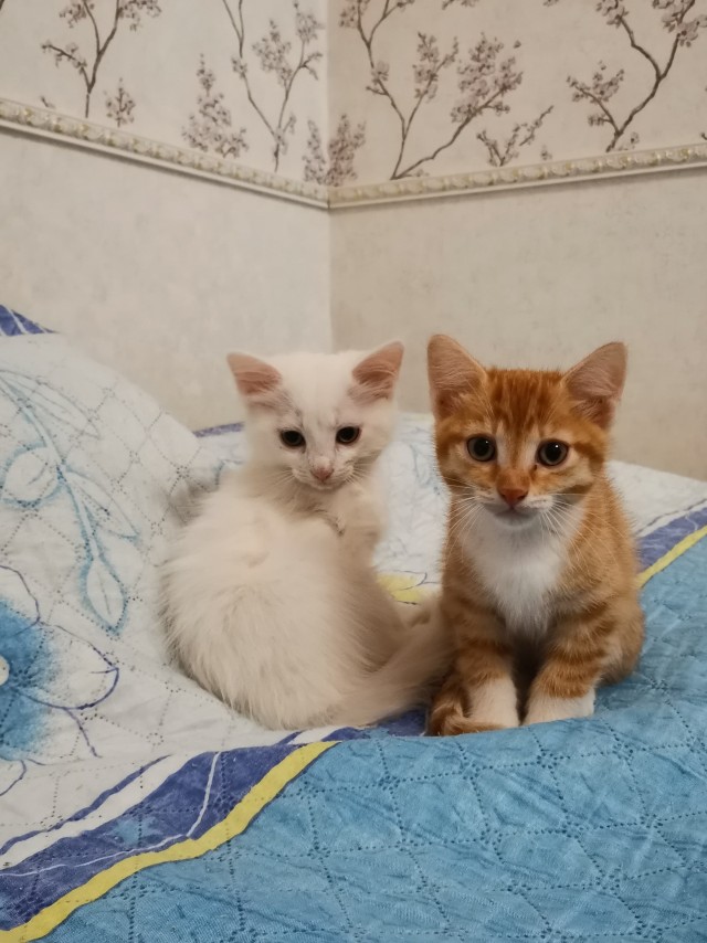 Котовторник. Мои котейки