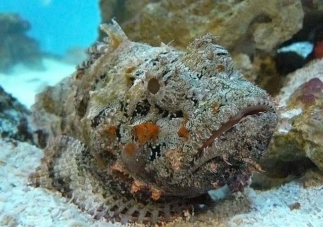 Рыба-камень: Кошмар геолога или курортная мина. Вроде обычный булыжник лежит и вот, — ты уже в больнице