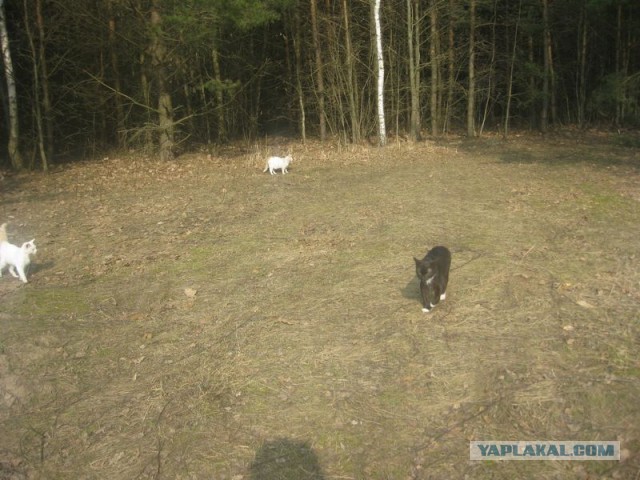 Жизнь домашнего приюта для котеек 335