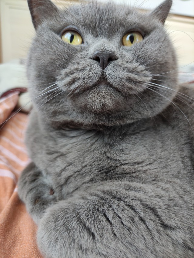 Котовторник!