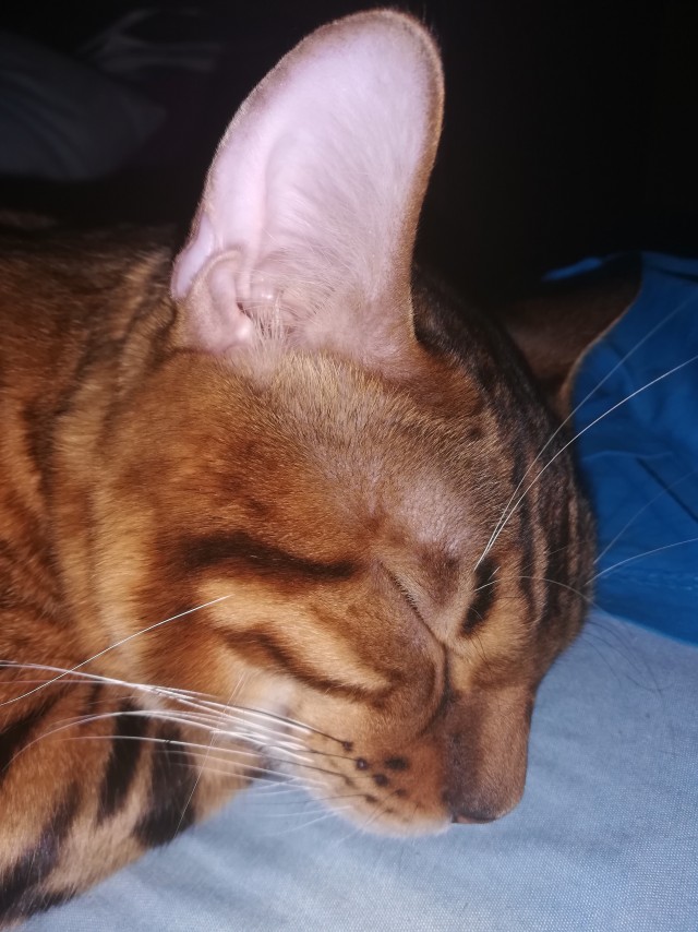 С котовторником!