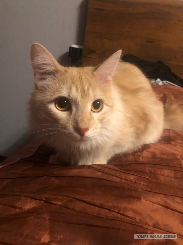 Котовторник 28.09.21