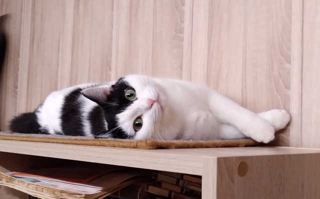 Котовторник