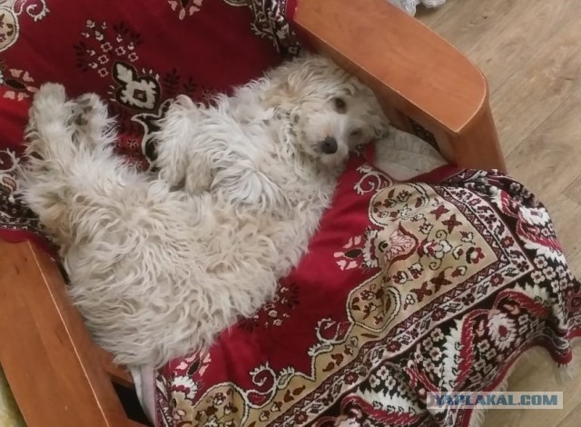 Много спят и мало гуляют: ТОП-5 ленивых собак, которые подойдут неактивным людям