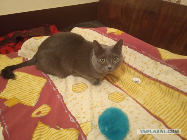 Кот д’Ивуар