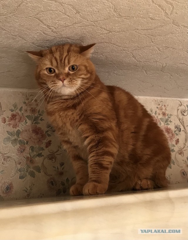 Отжим коту не помеха