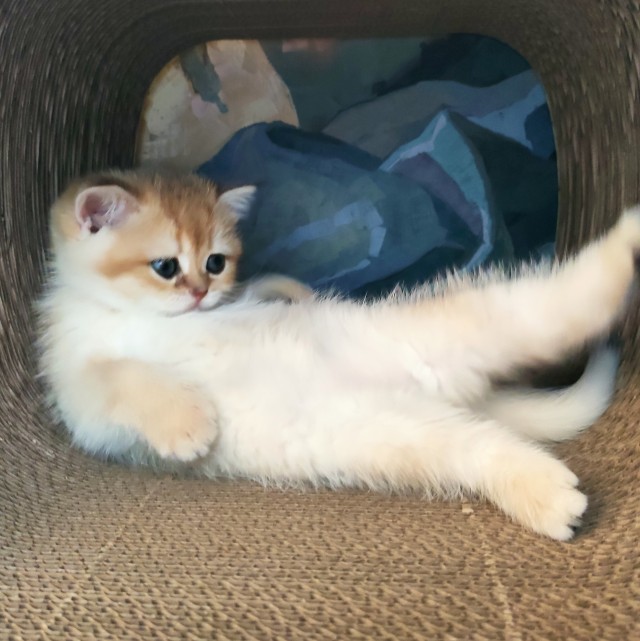 На котовторник