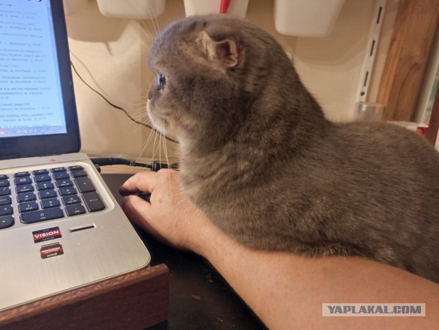 А как вы спите с котиком?
