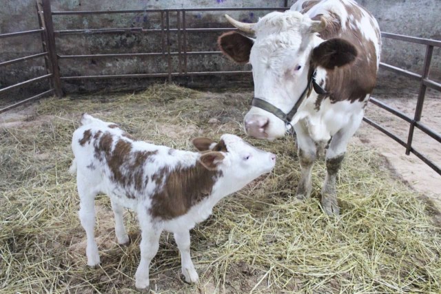 Победная поступь идиотизма по планете – том 5