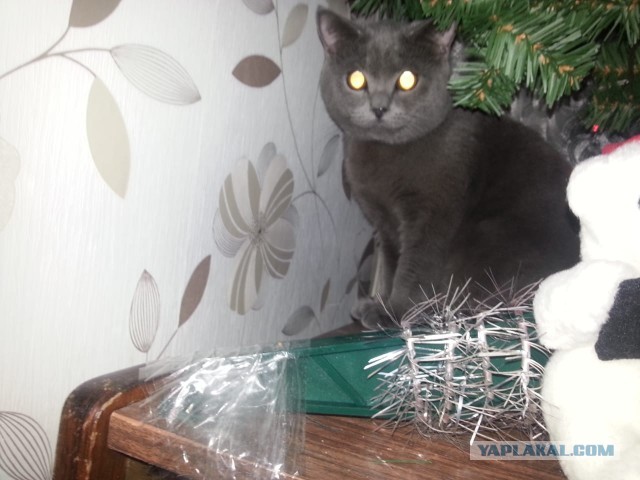 Пройдемся по котикам?!