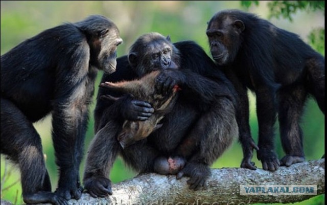 Животные добрые, они помогают друг другу