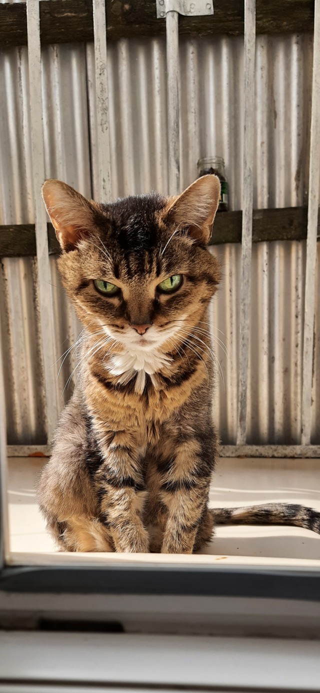Котовторник! 16+ Коллеги-рабы, отмечаемся, у кого хозяину много лет!