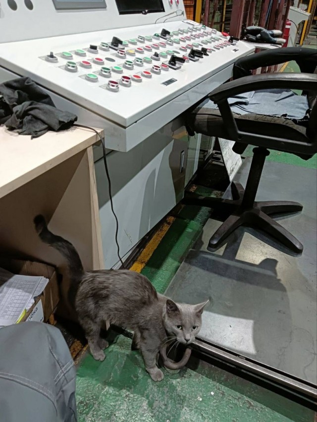Коты на производстве
