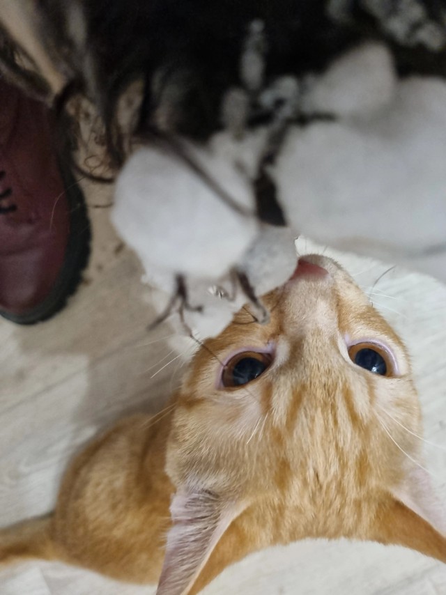 Котовторник. Моему мультяшке 1 год